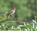 Carpodacus_erythrinus_kb0560