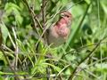 Carpodacus_erythrinus_kb0563