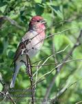 Carpodacus_erythrinus_kb0570