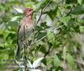 Carpodacus_erythrinus_kb0579