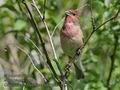 Carpodacus_erythrinus_kb0598