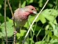 Carpodacus_erythrinus_kb0607