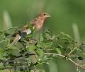 Carpodacus_erythrinus_kb0660