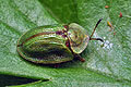 Cassida_rubiginosa_cc0450