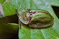 Cassida_rubiginosa_cc0490s