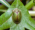 Cassida_rubiginosa_cc0546s