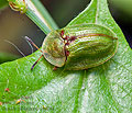 Cassida_rubiginosa_cc0559s