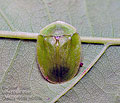 Cassida_viridis_jn0696s