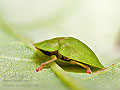 Cassida_viridis_jn0720s
