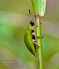 Cassida_viridis_jn0745s