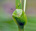 Cassida_viridis_jn0772s