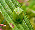 Cassida_viridis_jn0793s