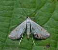 Cataclysta_lemnata_cj4268s
