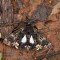 Catephia_alchymista_bg4263