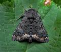 Catephia_alchymista_jc2701s
