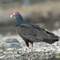 Cathartes_burrovianus_eb8800