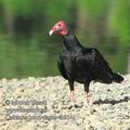 Cathartes_burrovianus_eb9141