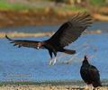 Cathartes_burrovianus_eb9185