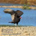Cathartes_burrovianus_eb9187