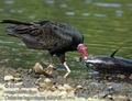 Cathartes_burrovianus_eb9245