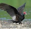 Cathartes_burrovianus_eb9255