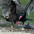 Cathartes_burrovianus_eb9257