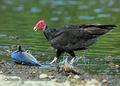 Cathartes_burrovianus_eb9262