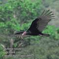 Cathartes_burrovianus_eb9325