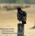 Cathartes_burrovianus_s0216