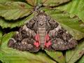 Catocala_coniuncta_cy4740s