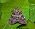 Catocala_coniuncta_jc6563s