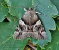 Catocala_fulminea_cv1145