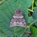 Catocala_nupta_bk0555