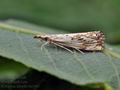 Catoptria_falsella_bh1601