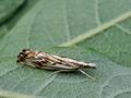 Catoptria_falsella_bs2133