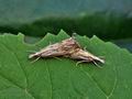 Catoptria_falsella_bs2588