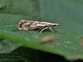 Catoptria_falsella_bu6513