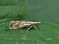 Catoptria_falsella_bu6514