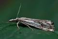 Catoptria_falsella_ce9759s