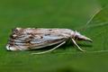 Catoptria_falsella_cl2044s