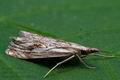 Catoptria_falsella_cl9332s