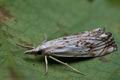 Catoptria_falsella_cn2246s