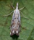 Catoptria_falsella_cn2283s