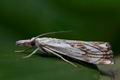 Catoptria_falsella_cn2298s