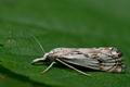 Catoptria_falsella_cx1577s