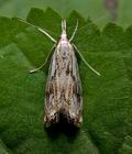 Catoptria_falsella_cx1590s