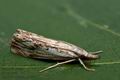 Catoptria_falsella_cy1704s