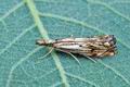 Catoptria_falsella_hz8897