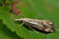 Catoptria_falsella_jj5822s