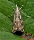 Catoptria_falsella_jj5851s